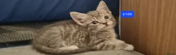 Mixed Breed cats for sale: Beautiful Mixed Breed Kittens - Advert 10