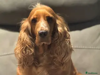 Cocker Spaniel dogs Show type cocker spaniel puppies - Advert 14