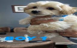 Maltipoo dogs for sale: Gourgeous maltipoo litter 🐶🐾 - Image 7