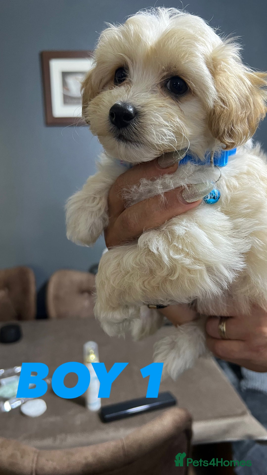 Maltipoo dogs for sale: Gourgeous maltipoo litter 🐶🐾 - Image 7