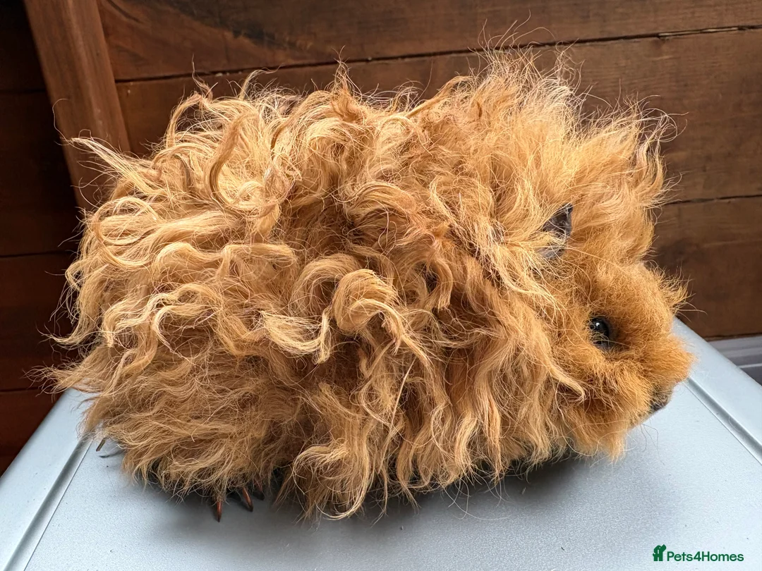 Guinea Pig rodents for sale: Lunkarya guinea pigs - Advert 2