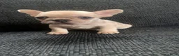 French Bulldog dogs for sale: Beautiful Frenchie litter  in Luton - Advert 2
