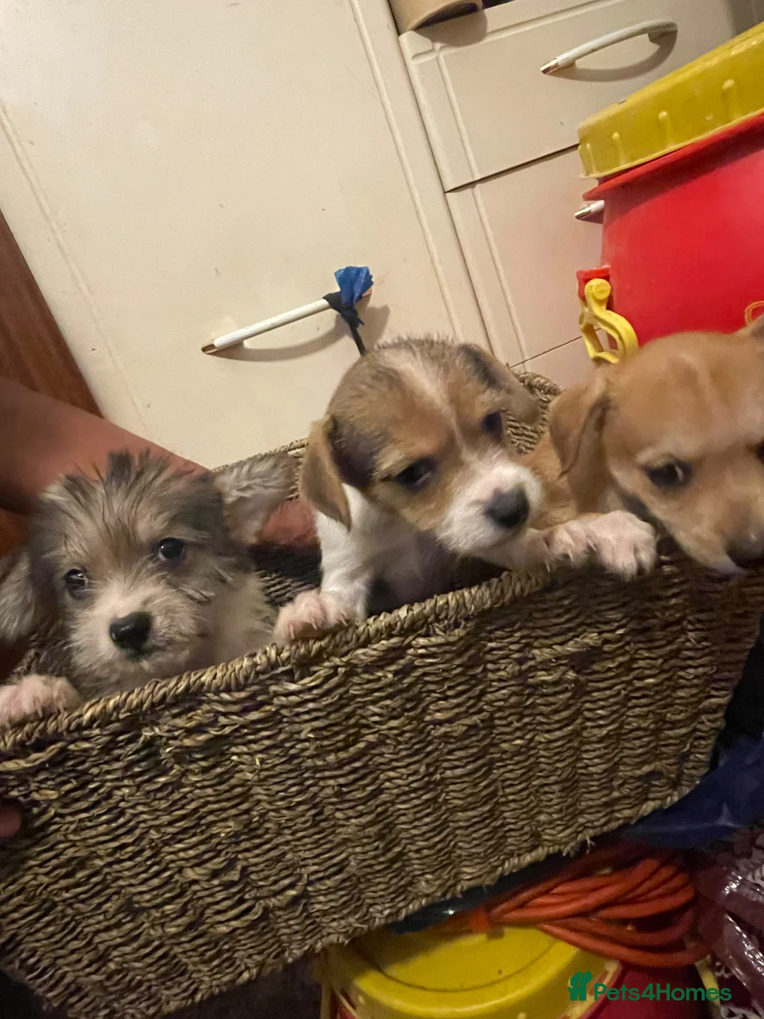 Jack Chi dogs for sale: Jackrussel cross Chihuahua pups in London - Advert 12