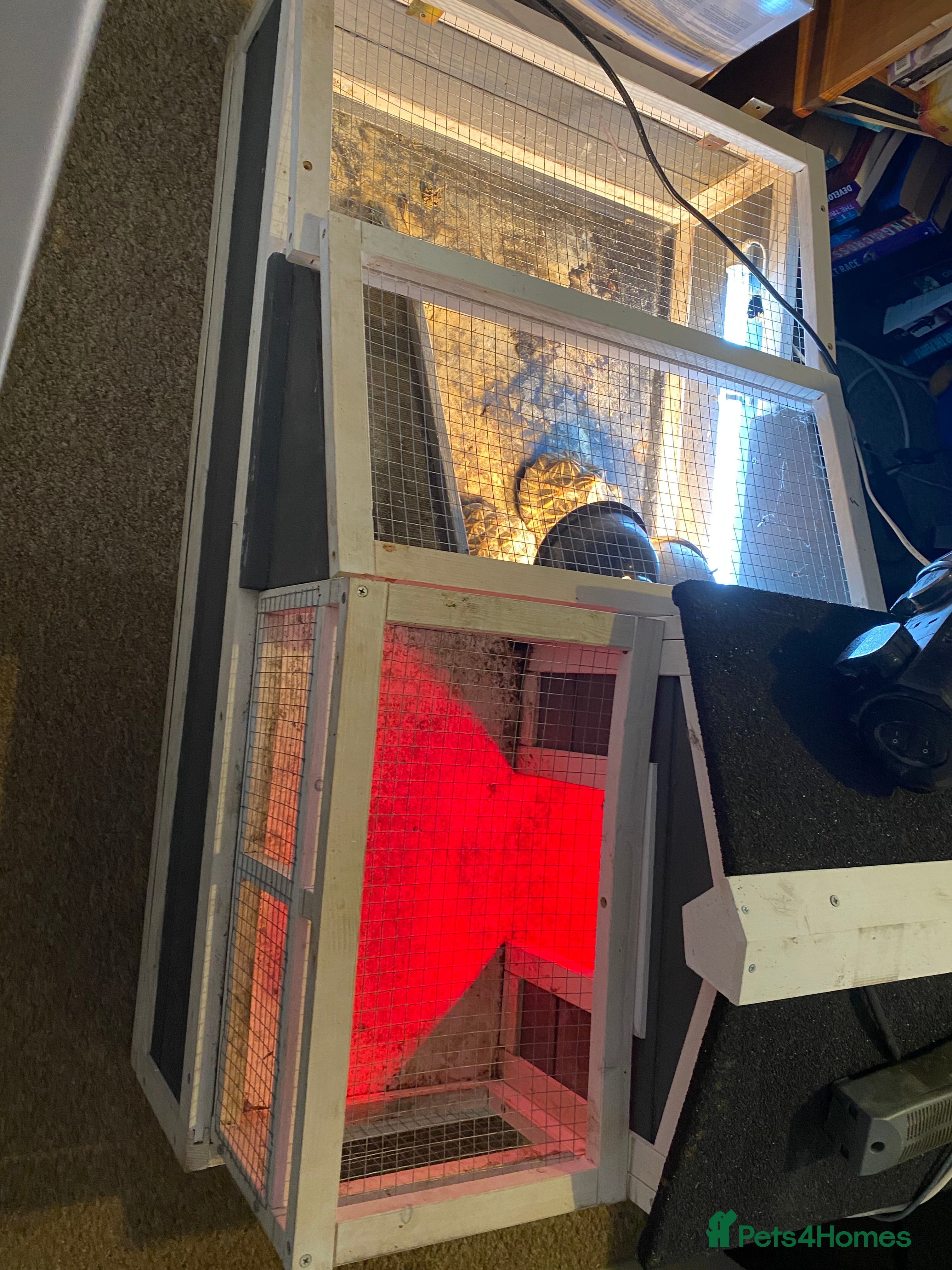 Tortoise reptiles Indian star back tortoise breeding pair - Advert 1