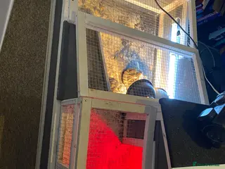 Tortoise reptiles Indian star back tortoise breeding pair - Advert 9