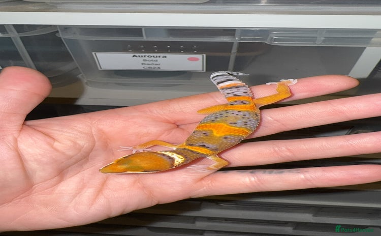 Gecko reptiles - Advert 1