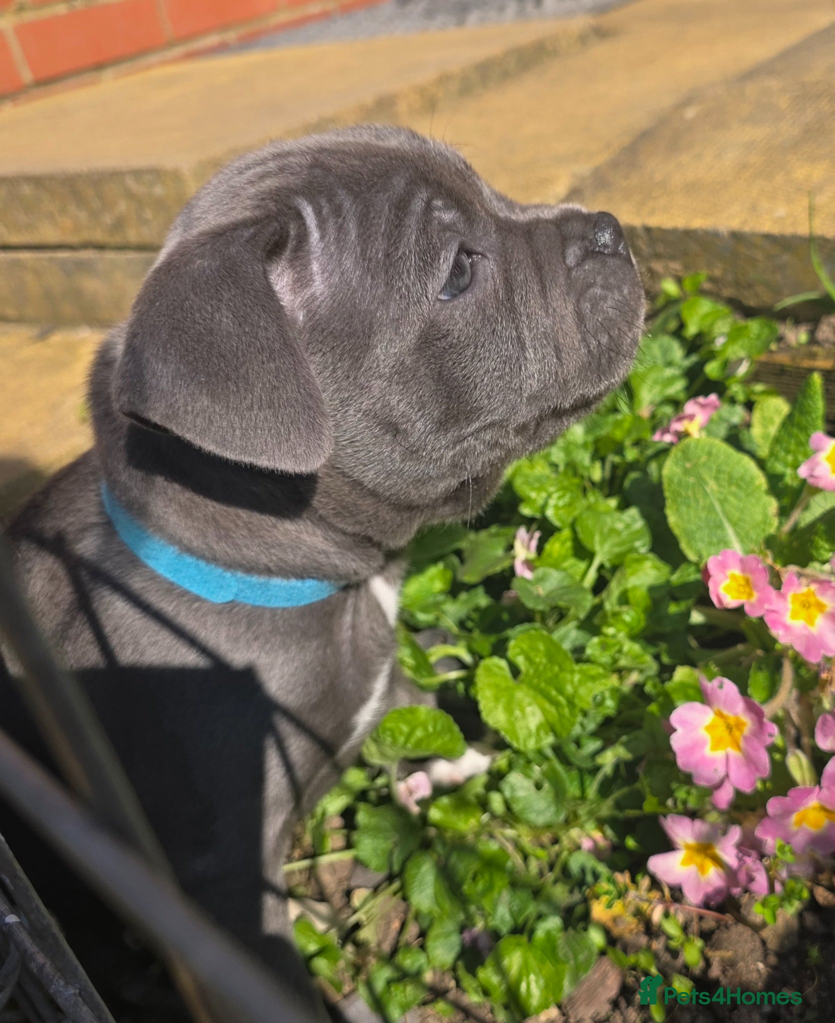 Staffordshire Bull Terrier dogs KC Reg Staffy-Vaglo, Genesis, bouncer- COI 5.2 - Advert 2