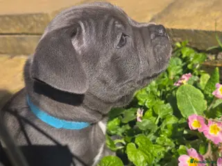 Staffordshire Bull Terrier dogs KC Reg Staffy-Vaglo, Genesis, bouncer- COI 5.2 - Advert 2