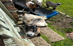 Goats livestock for sale: Beautiful Pygmy goats for sale £100-£200 - Image 2