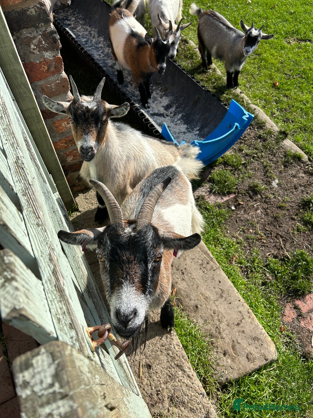 Goats livestock for sale: Beautiful Pygmy goats for sale £100-£200 - Image 2