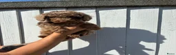 Cockapoo dogs for sale: F4 Cockapoo's for sale LAST BOY LEFT  - Advert 18