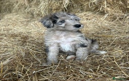 Bordoodle dogs for sale: Beautiful Bordoodle puppies - Image 18
