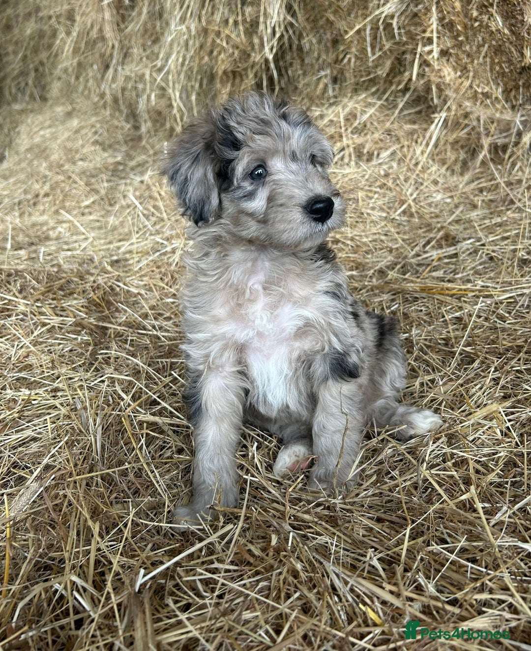 Bordoodle dogs for sale: Beautiful Bordoodle puppies - Image 18