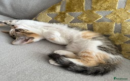 Mixed Breed cats for sale: Kittens for sale  - Image 4