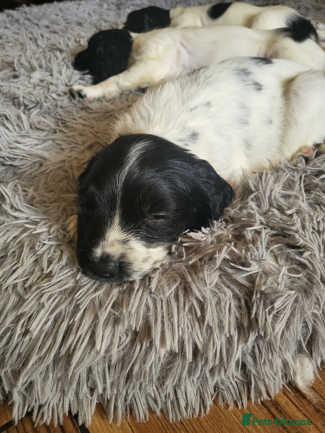 English Springer Spaniel dogs for sale: English springer spaniel pups  - Image 3