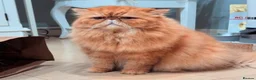 Persian cats for stud: G.C.C.F cream Stud Pedigree Champion Lineage in Slough - Advert 7