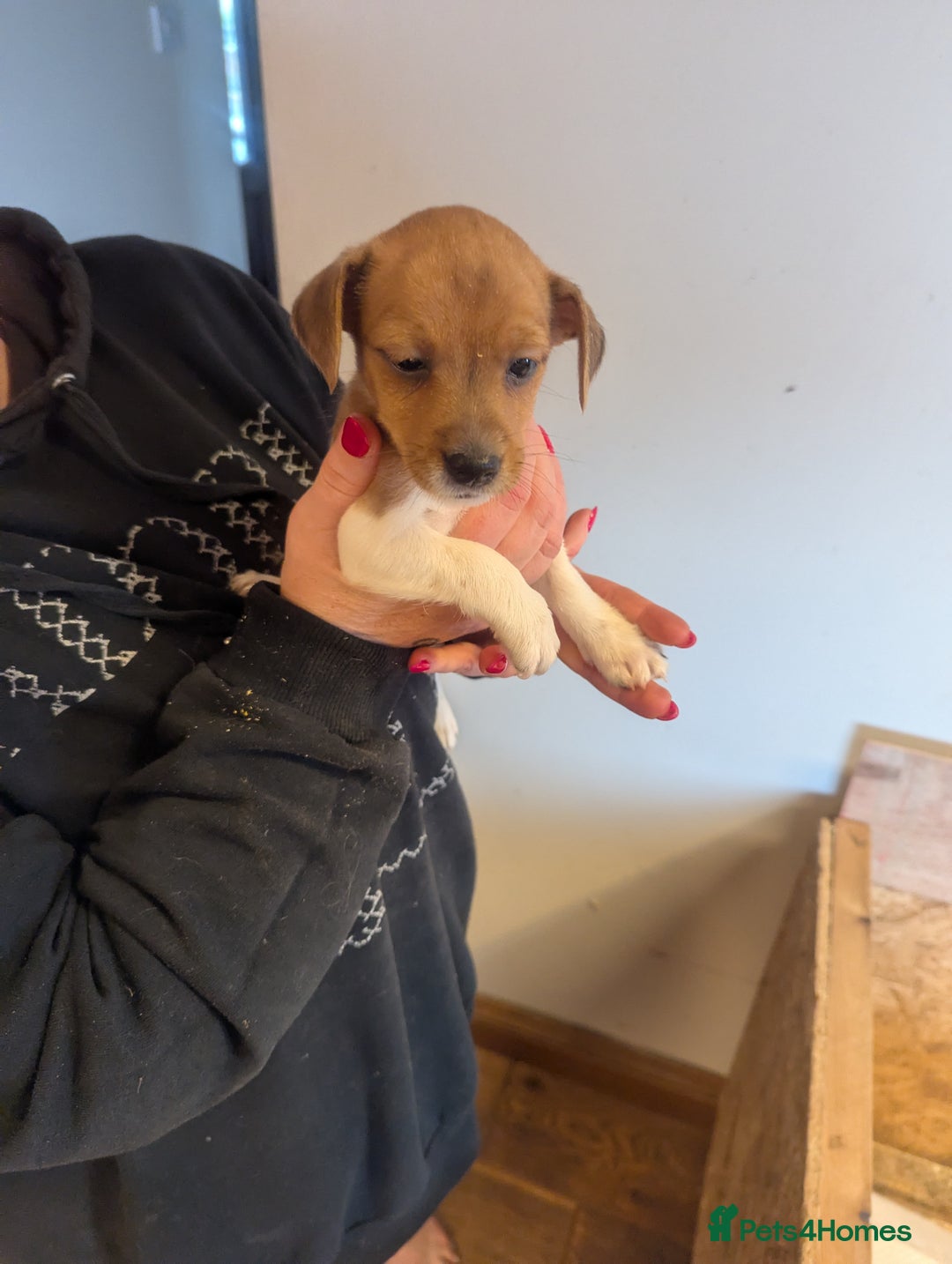 Mixed Breed dogs for sale: Border terrier x jack Russell  - Image 3