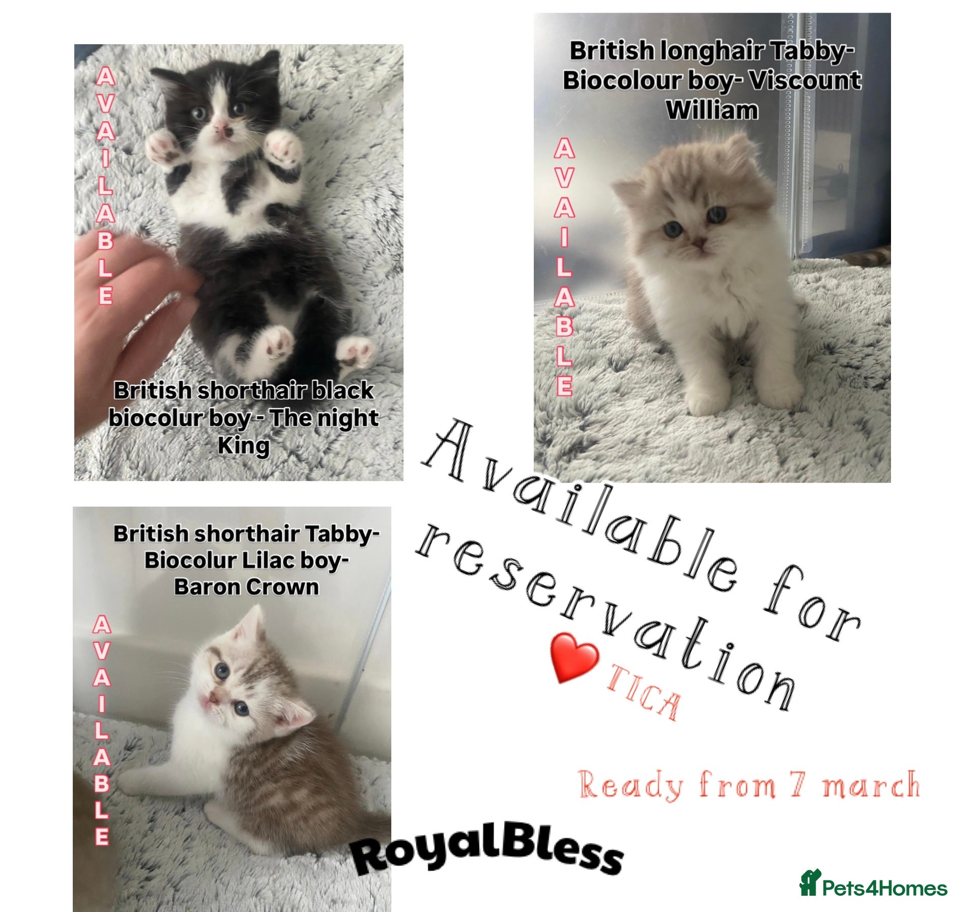 British Shorthair cats British shorthair longhair TICA boys tabby bio - Advert 2