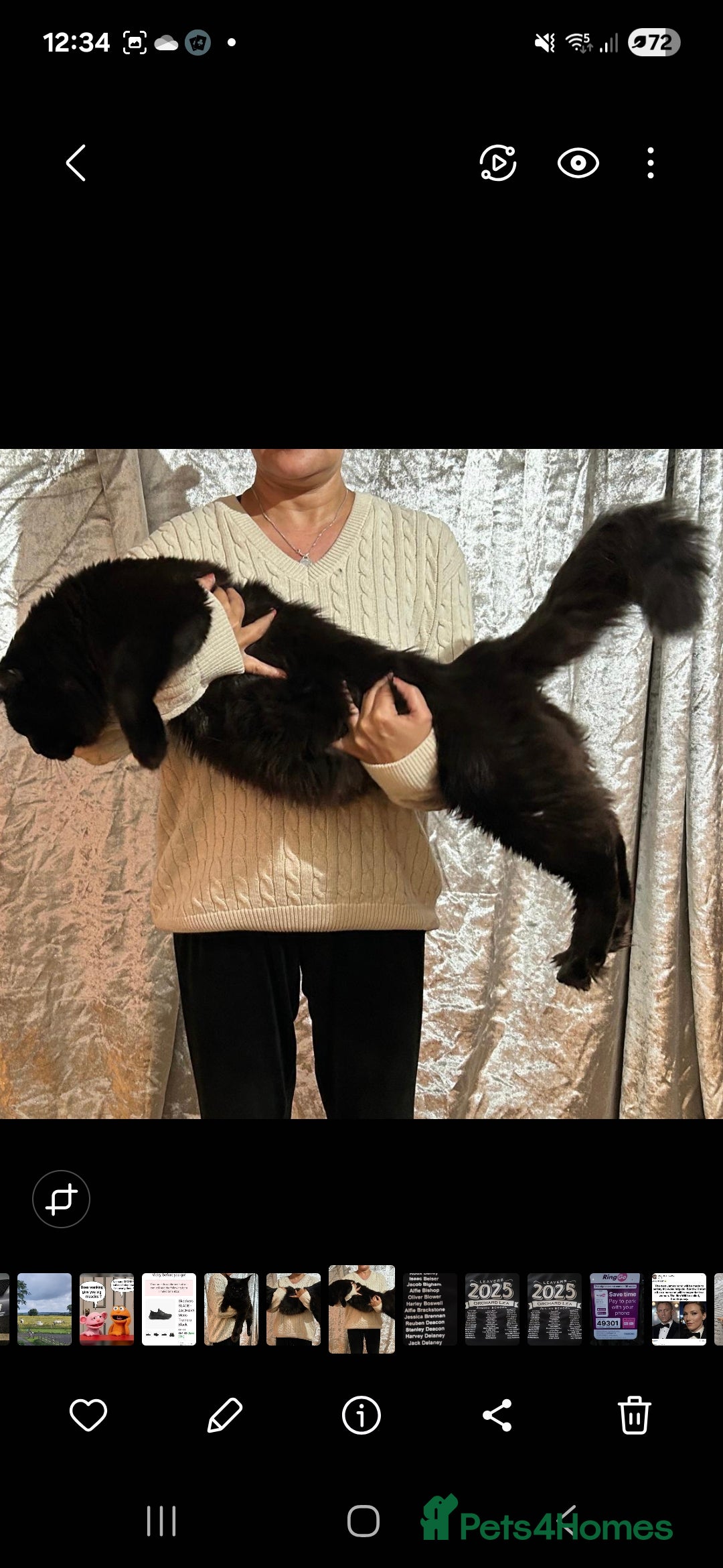 Maine Coon cats for sale: Maine Coon cross kittens - Image 8