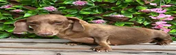 Miniature Dachshund dogs for sale: OLDER GIRL FOR REHOME 5 YEARS OLD  - Advert 1