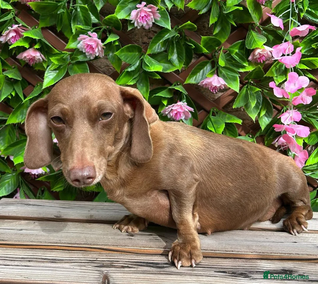 Miniature Dachshund dogs for sale: OLDER GIRL FOR REHOME 5 YEARS OLD  - Advert 1