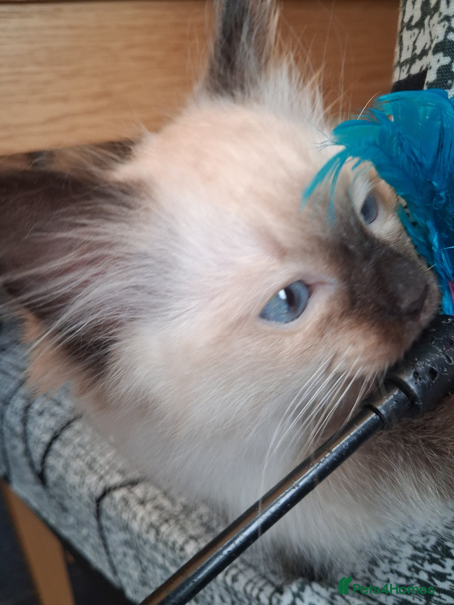 Ragdoll cats for sale: Ragdoll kittens ready 11th June after vet check - Advert 7