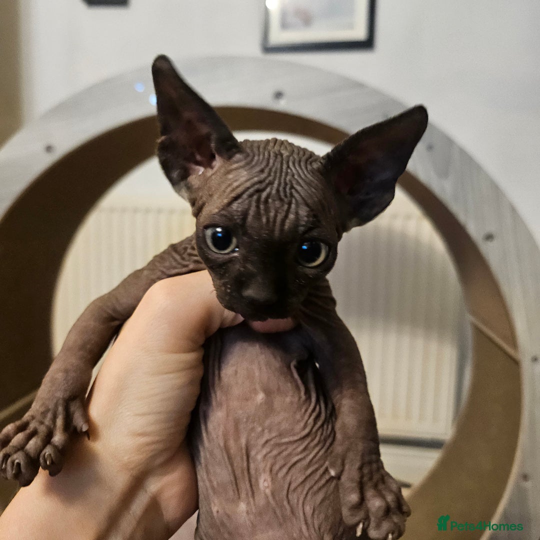 Sphynx cats for sale: Sphynx kittens  - Image 4