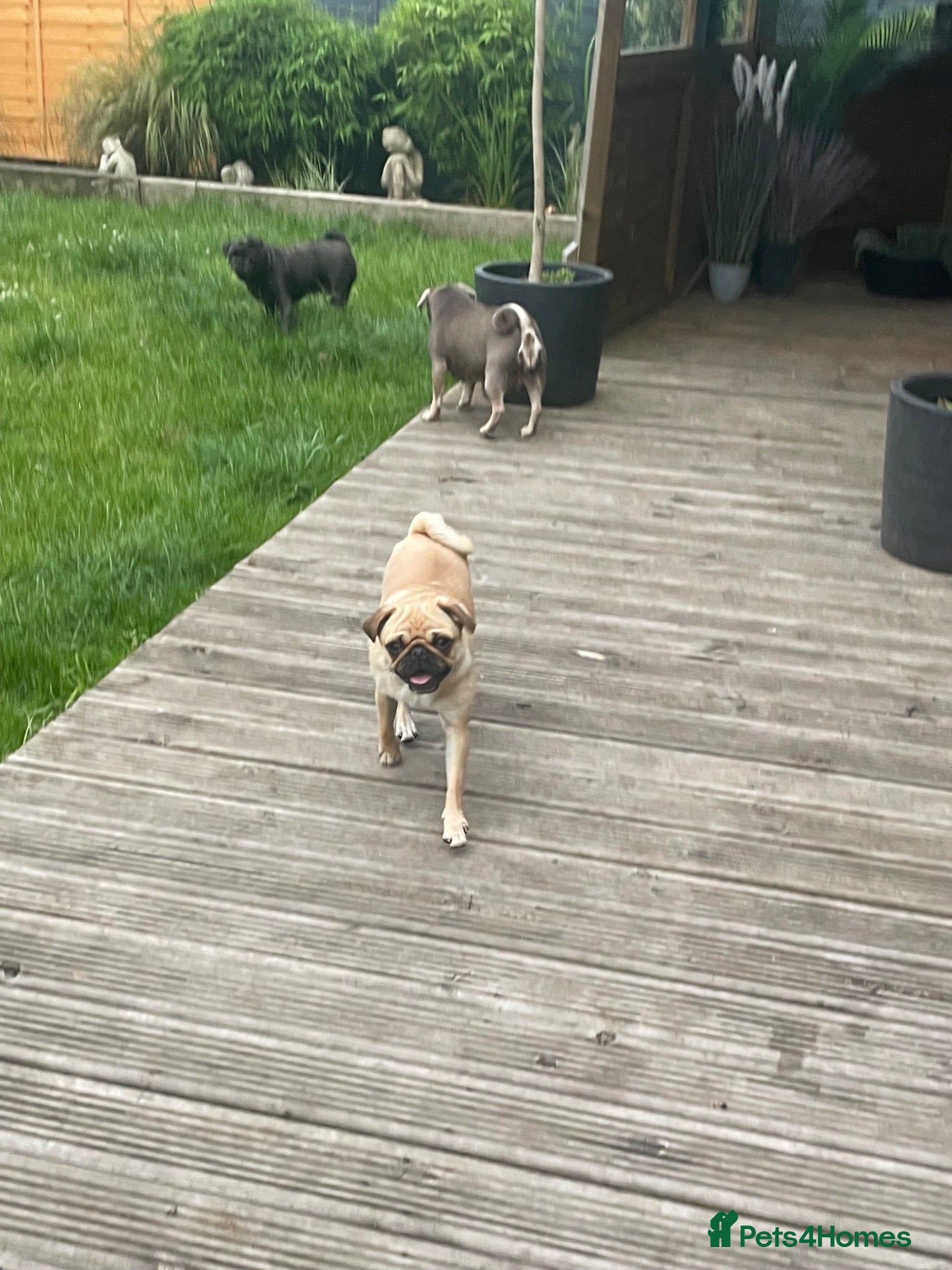 Pug dogs The most beautiful Apricot female pug aged 1 - Advert 2
