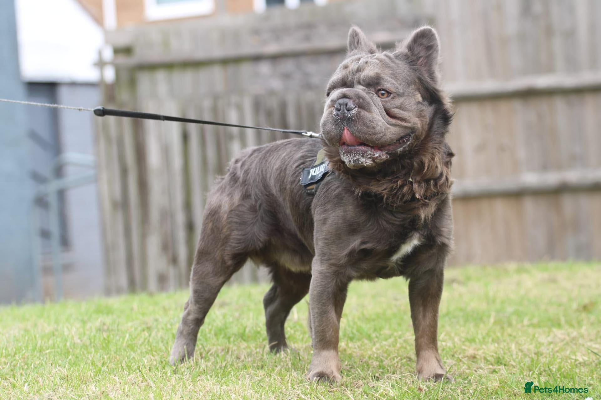 French Bulldog dogs  **  Fluffy Frenchie Stud  - Advert 1