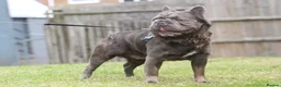 French Bulldog dogs for stud:  **  Fluffy Frenchie Stud  in Birmingham - Advert 1