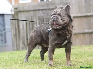 French Bulldog dogs ** Fluffy Frenchie Stud - Advert 3