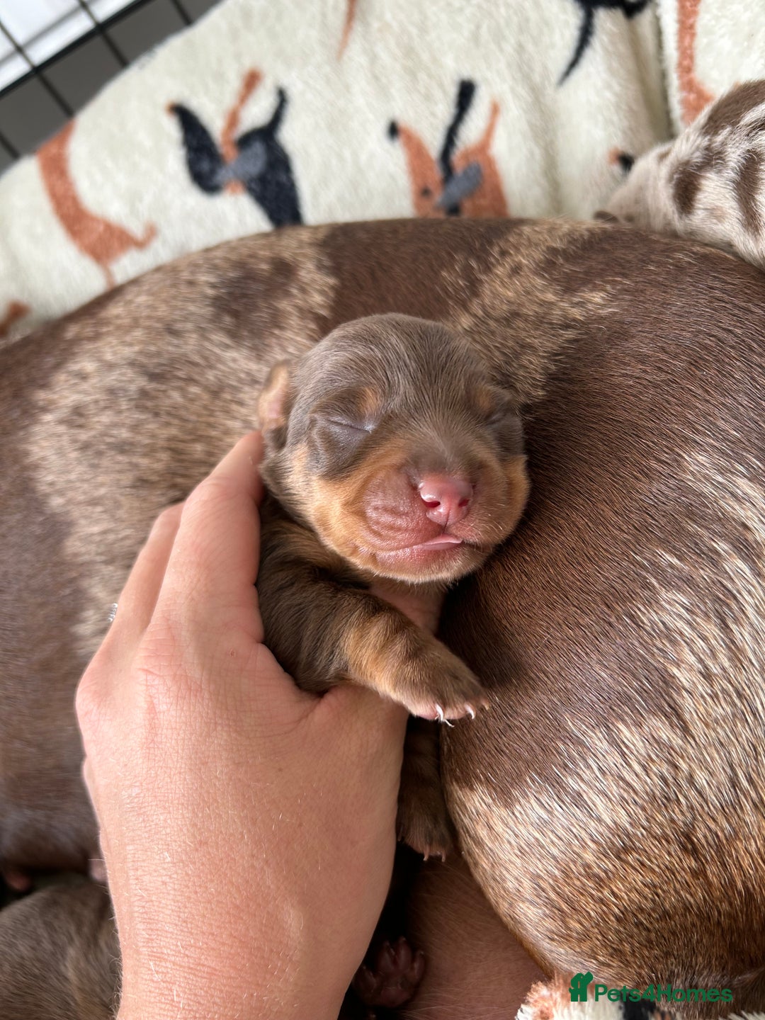 Dachshund dogs for sale: BEAUTIFUL Miniature Dachshund's  - Image 23