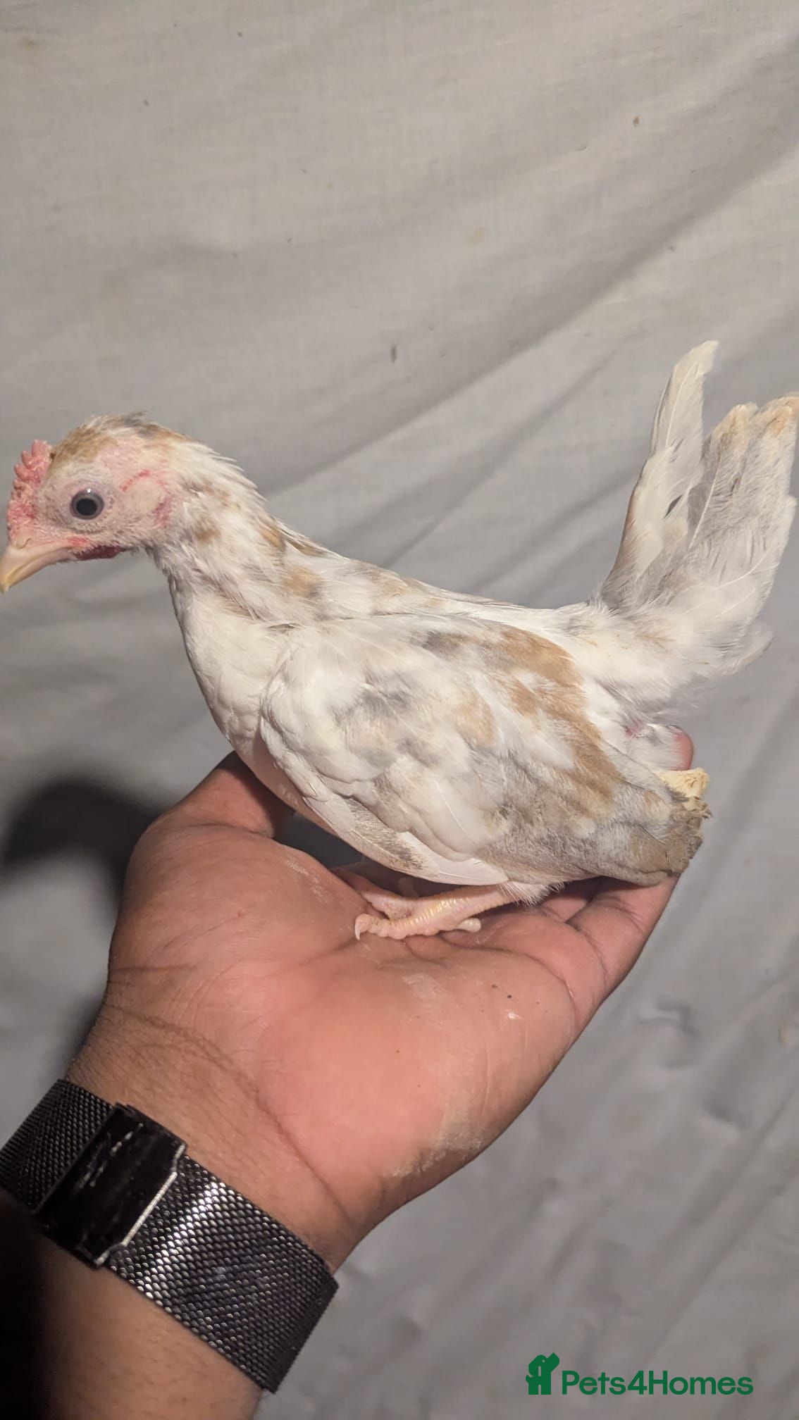 Chickens poultry Serama frizzle and normal feathered  - Advert 1