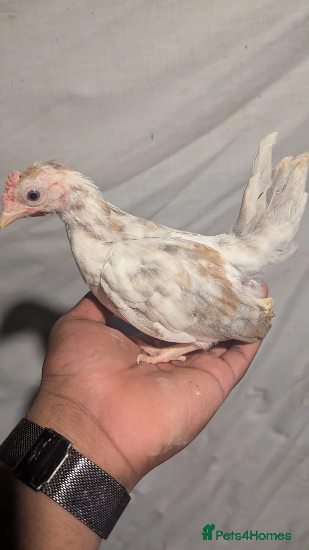 Chickens poultry for sale: Serama frizzle and normal feathered  - Advert 1