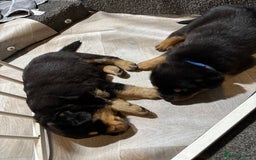 Mixed Breed dogs for sale: Rottweiler x puppys - Image 11