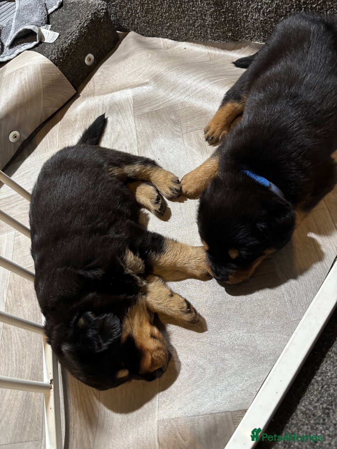 Mixed Breed dogs for sale: Rottweiler x puppys - Image 11
