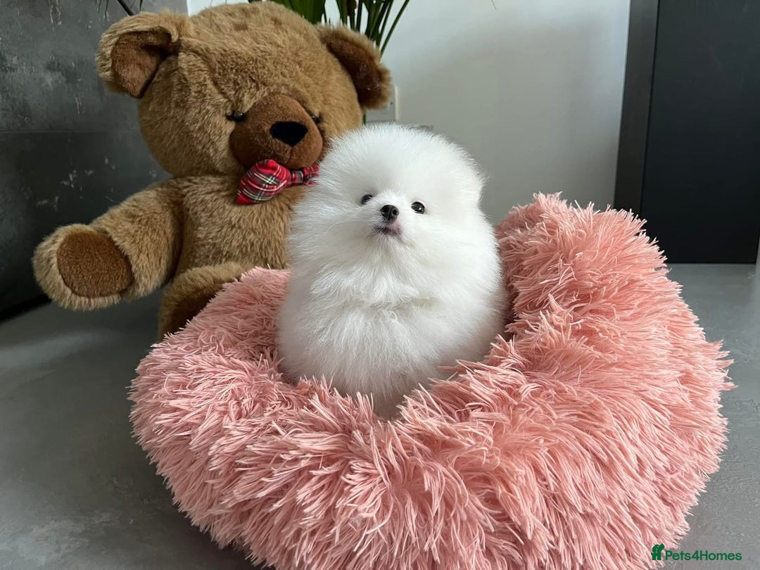 Pomeranian dogs for sale: Beautiful Pomeranian Puppies - Image 5