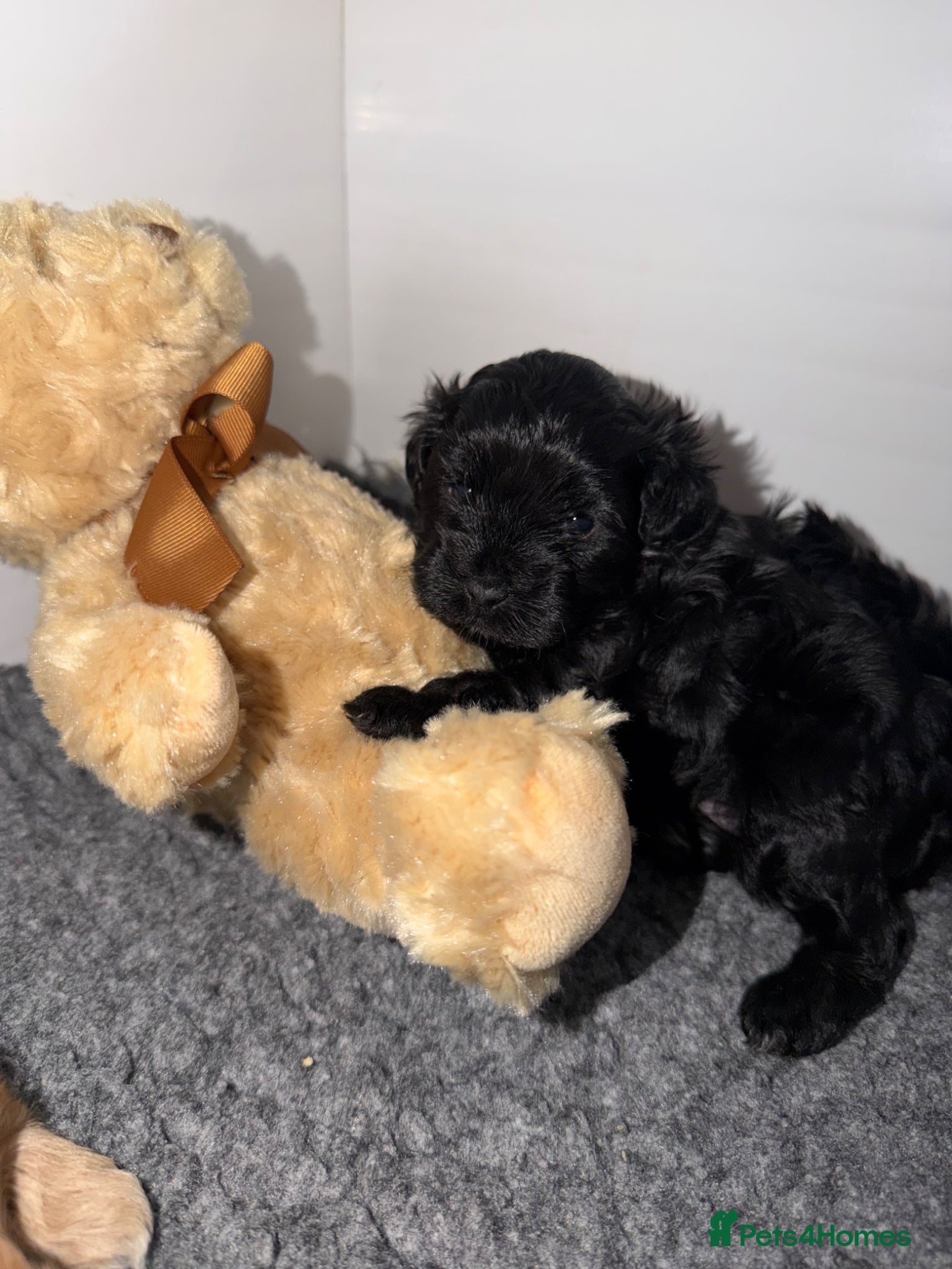Maltipoo dogs for sale: 2 Beautiful F1 Maltipoo Puppies  - Advert 7