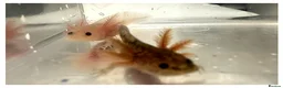 Axolotl reptiles for sale: Baby axolotls  - Advert 2