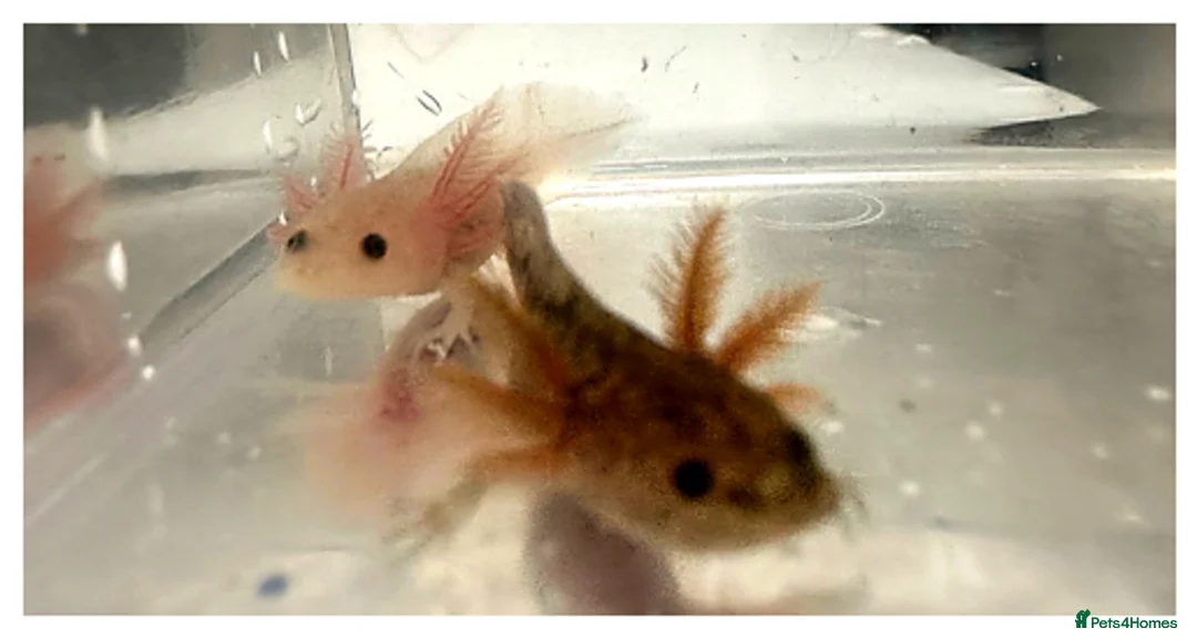 Axolotl reptiles for sale: Baby axolotls  - Advert 2