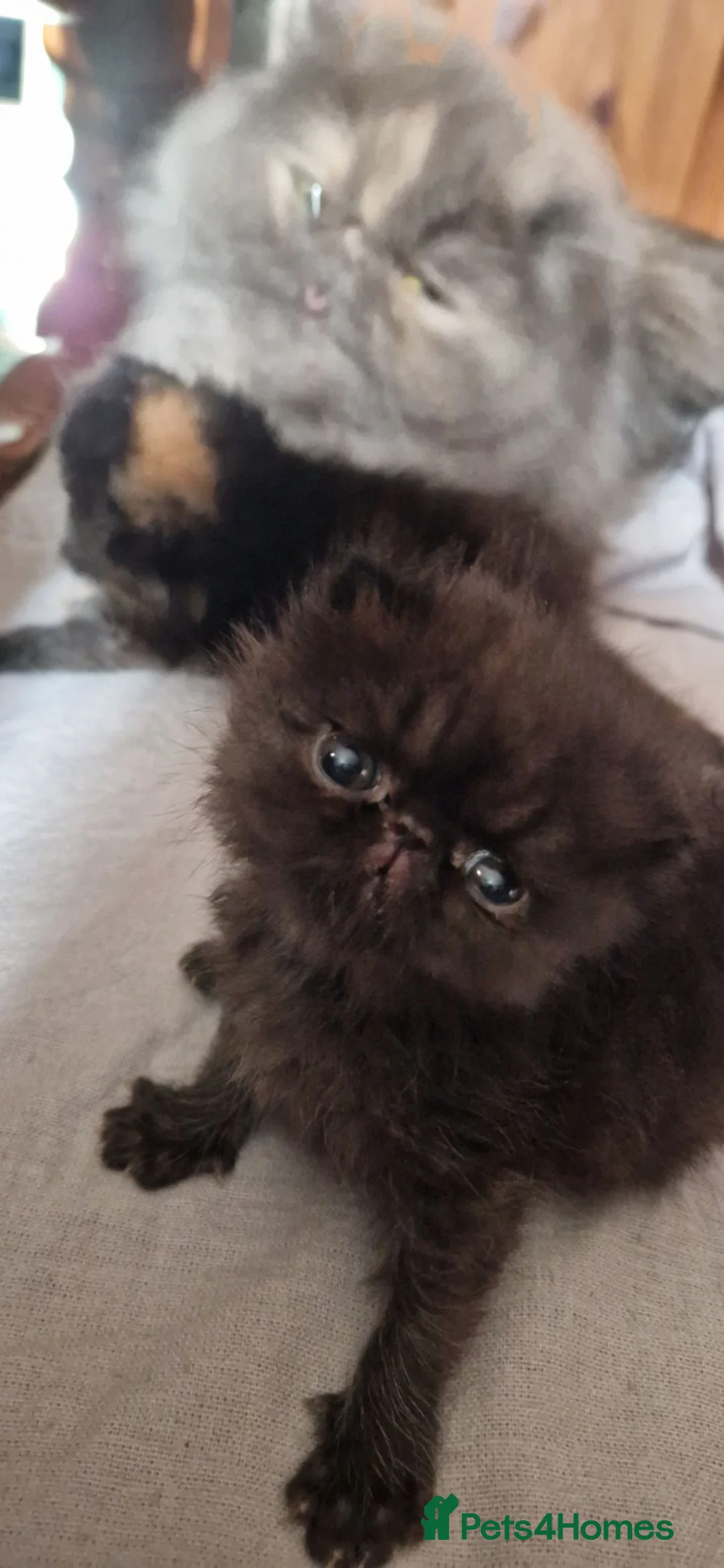Exotic cats for sale: The sweetest black female - Advert 11
