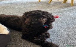 Goldendoodle dogs for sale: 16 month old male Goldendoodle  - Image 2