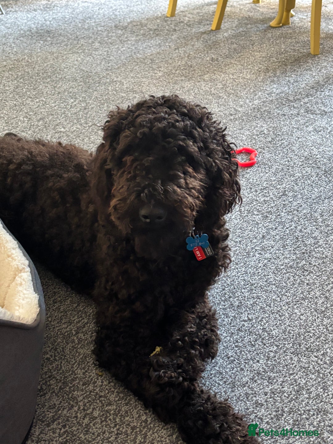 Goldendoodle dogs for sale: 16 month old male Goldendoodle  - Image 2