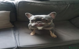 French Bulldog dogs for stud: French bulldog TO STUD - Image 1
