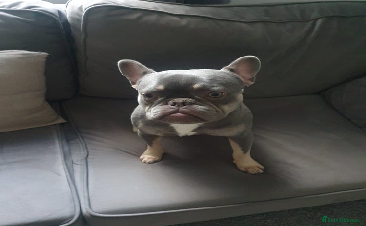 French Bulldog dogs - Advert 1