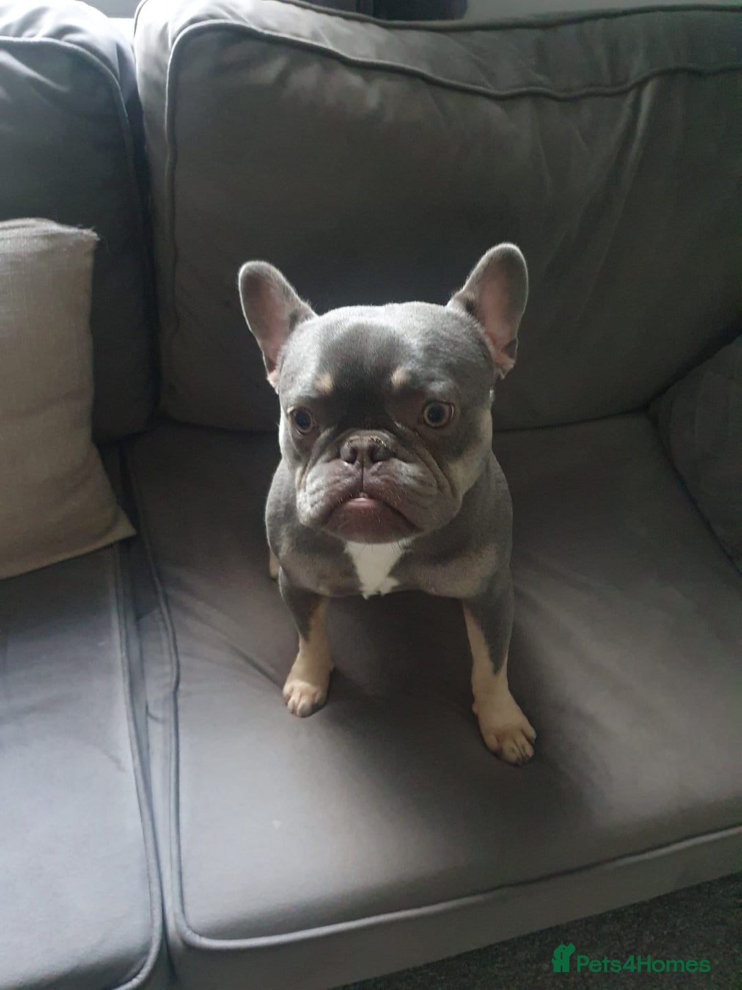 French Bulldog dogs for stud: French bulldog TO STUD - Image 1