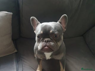 French Bulldog dogs - Advert 6