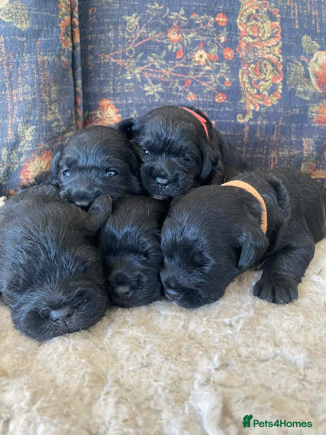 Mixed Breed dogs for sale: Border Terrier x Bedlington Terrier - Advert 1