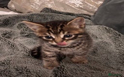 Mixed Breed cats for sale: 7 Gorgeous mixed kittens - Image 36