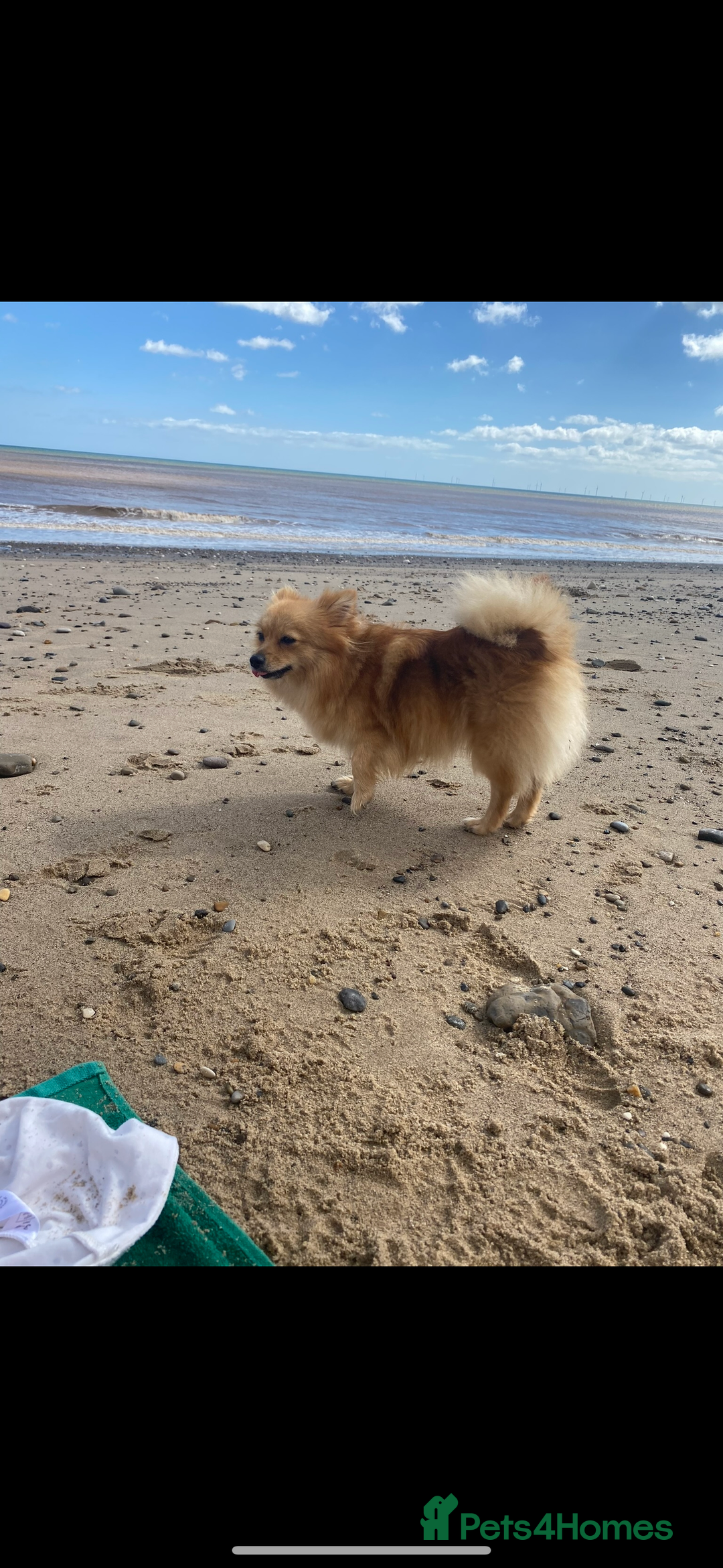 Pomeranian dogs for sale: STUNNING mini Pomeranians  - Image 13